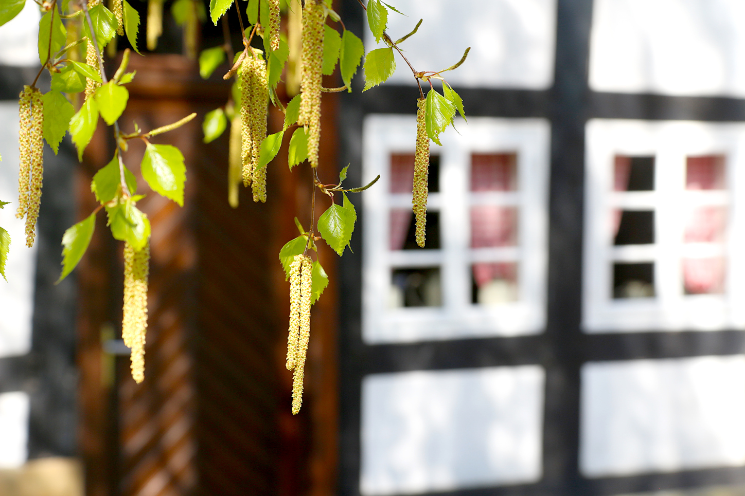 Heimathof Baum Blüten