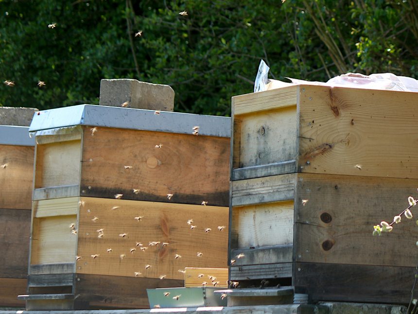 Bienen fliegen aus