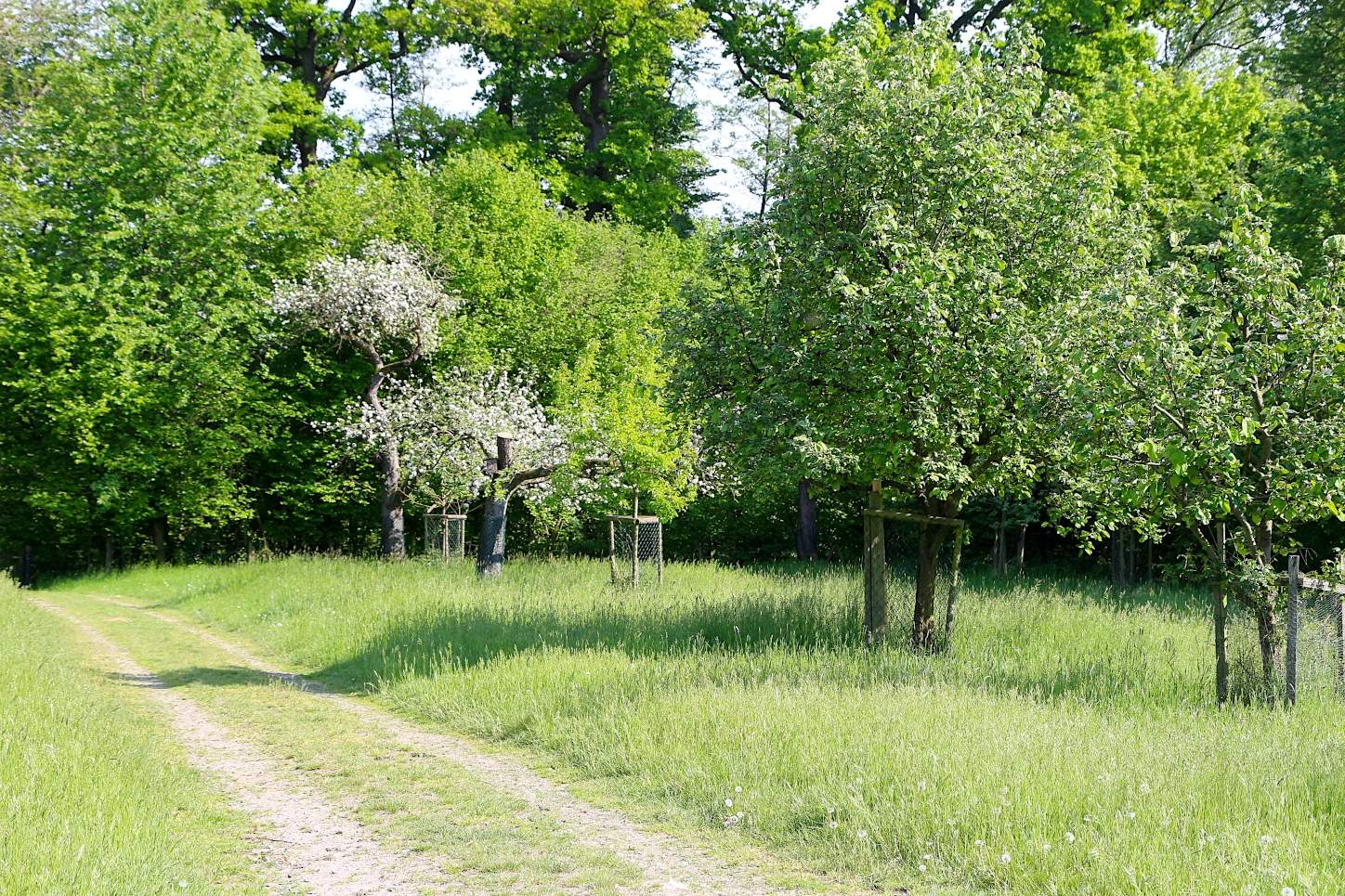 Die Obstwiese am Heimathof: Foto: Thomas Dohna