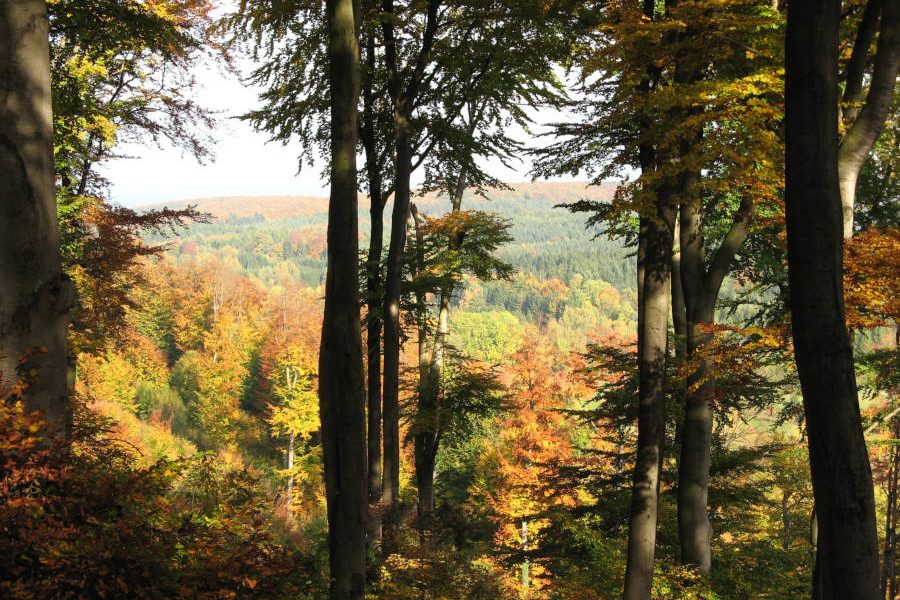 Dennis Wolter Buchenwald Herbstfärbung 1