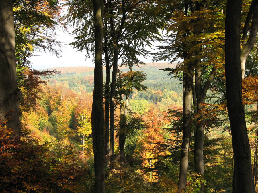 Dennis Wolter Buchenwald Herbstfärbung 1