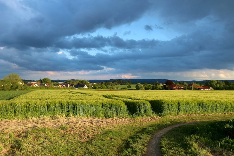 Diese Getreidefelder gehören zur Fläche der Brunsheide, für die in einem Städtebaulichen Wettbewerb Ideen gefunden werden sollen. Foto: Thomas Dohna