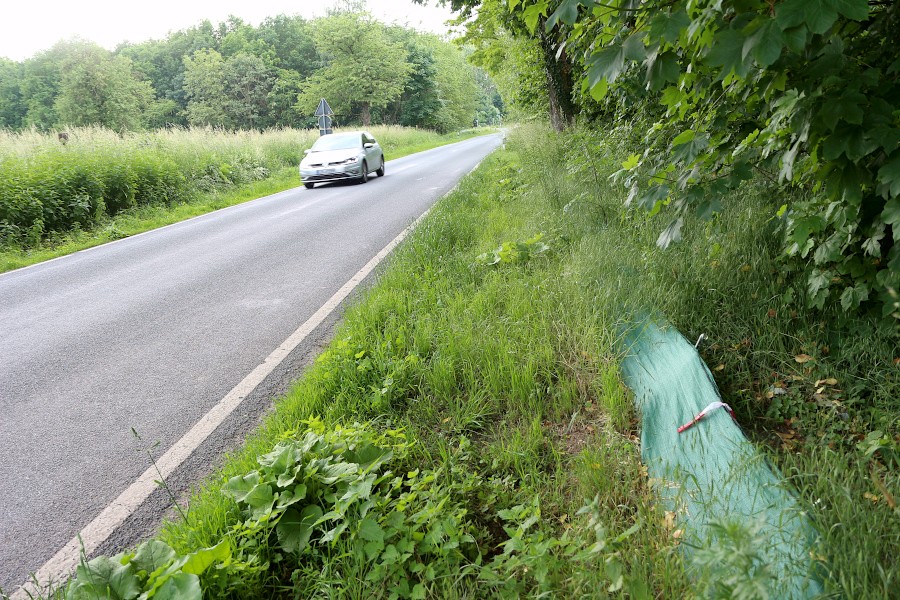 An der Eckendorfer Straße soll nach dem Wunsch von Naturschützern ein Amphibientunnel gebaut werden, damit es Kröten und Lurche einfacher haben, auf die andere Straßenseite zu kommen. Ein Krötenzaun (rechts) verhindert, dass sie überfahren werden. Foto: Thomas Dohna