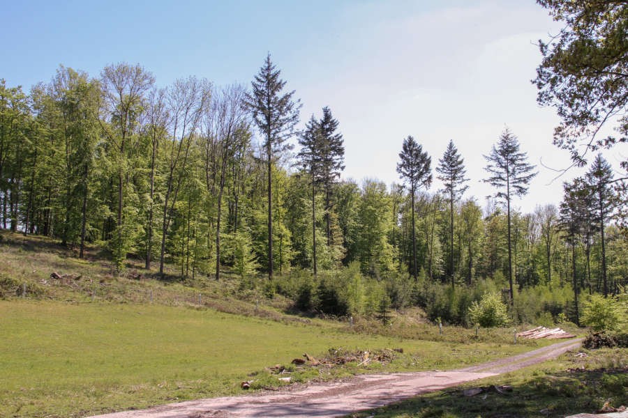 Verbliebene Douglasien auf einer Borkenkäferfläche im Forstrevier Nassesand. (Fotos: Landesverband Lippe)