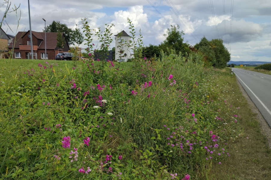 Blühaspekte an der Teutoburger Straße in Leopoldshöhe