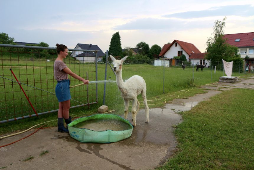 Catherine Lessmeier bespritzt eines ihrer Lamas mit Wasser. Die genießen das. Foto: Neele Schubert