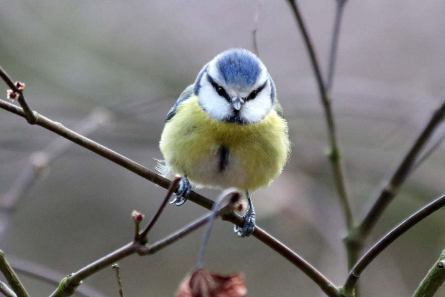 Blaumeisen sind bei uns das ganze Jahr über im Garten anzutreffen., im Winter sind sie häufiger Gast am Futterhäuschen oder Meisenring. Foto: Martin Düsterberg