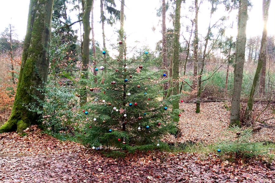 Weihnachtsbaum im Wald. Foto: Edeltraud Dombert