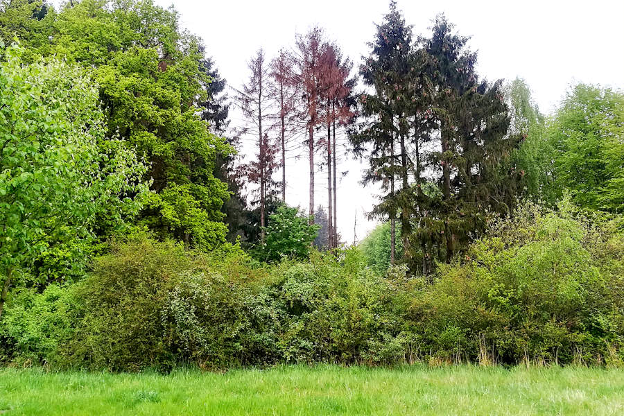 Waldmantelstrukturen sind auf dem Freesenberg zu entdecken. Foto: Ewald Thies