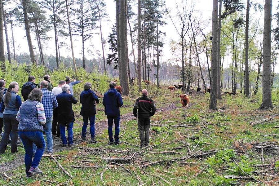 Beim Abschlusstreffen im Naturschutzgroßprojekt Senne und Teutoburger Wald (NGP) waren sich die Experten einig: Nicht nur die schottischen Hochlandrinder, die hier beim Weiden besucht werden, sind echte Erfolgsmodelle für die Artenvielfalt im NGP. Foto: Kreis Lippe