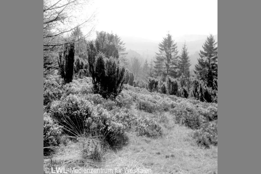 Das Foto vom Bärenstein, aufgenommen am 2. Juli 1957, zeigt eine beeindruckende Zahl an Wacholdern inmitten einer offenen Heidefläche. An der Wuchshöhe der Heidelbeersträucher und beginnender Vergrasung lassen sich jedoch bereits erste Folgen fehlender Beweidung ablesen.
Quelle: Bildarchiv LWL-Medienzentrum
