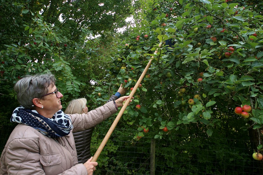 Besucherinnen ernten auf dem Heimathof Äpfel. Sie nutzen auf dem Apfel- und Kartoffelfest diese Gelegenheit. Foto: Thomas Dohna