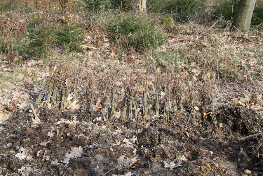 Junge Setzlinge warten auf die Pflanzung in einem Zukunftswald. Foto: Landesverband Lippe