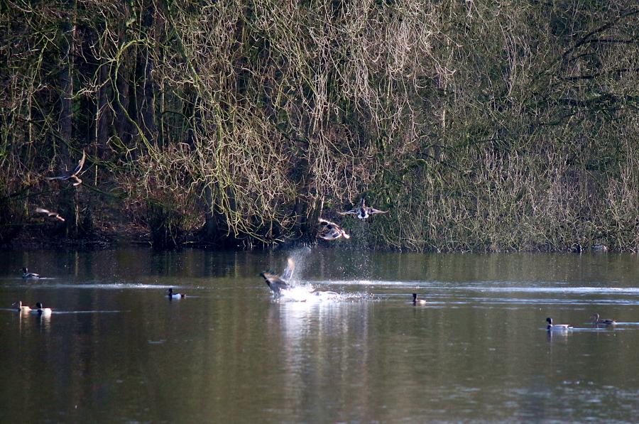 Auf dem Heiper See Schwimmen wilde Enten, andere steigen gerade auf. In Kreis Lippe ist bei Wildvögeln die Geflügelpest entdeckt worden. Geflügelhalter sollten Vorsichtsmaßnahmen ergreifen. Archivfoto: Thomas Dohna 