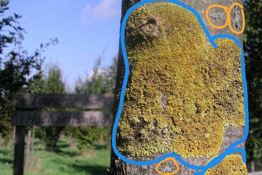 Die Gewöhnliche Gelbflechte (Xanthoria parietina, blau umrandet) und die Helm-Schwielenflechte (Physcia adscendens, orange) haben sich an diesem Baum am Leopoldhöher Hochzeitswald an der Hövenstraße angesiedelt. Foto: Naturschutzbund/Kristin Falkenreck