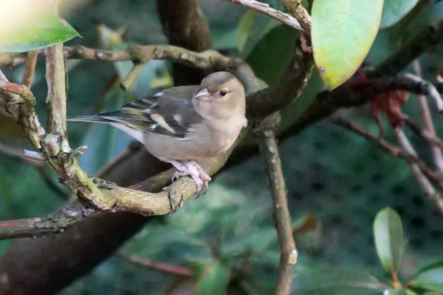 Der Buchfink ist mit seinem Gefieder gut getarnt. Foto: Naturschutzbund/Martin Düsterberg