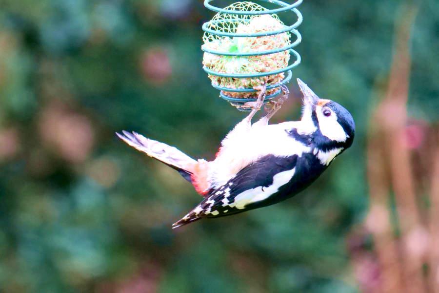 Der Buntspecht hängt an einer Meisenkugel. Foto: Naturschutzbund/Martin Düsterberg