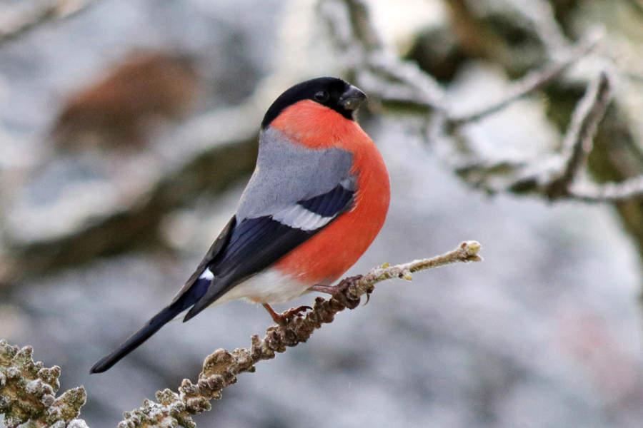 Mit seiner roten Brust hebt sich der Gimpel von der Umgebung ab. Foto: Naturschutzbund/Martin Düsterberg