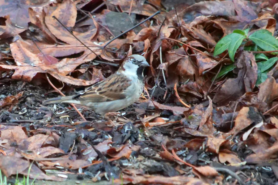 Im Laub ist der Haussperling kaum zu erkennen. Foto: Naturschutzbund/Martin Düsterberg
