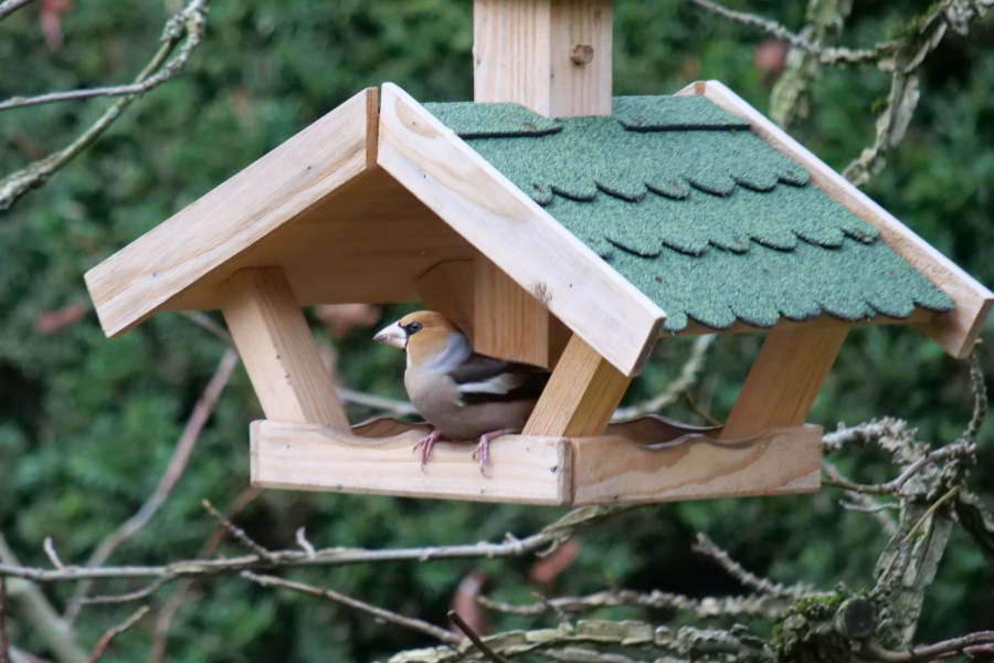 Der Kernbeißer hat seinen Namen von dem aufällig kräftigen Schnabel. Foto: Naturschutzbund/Martin Düsterberg