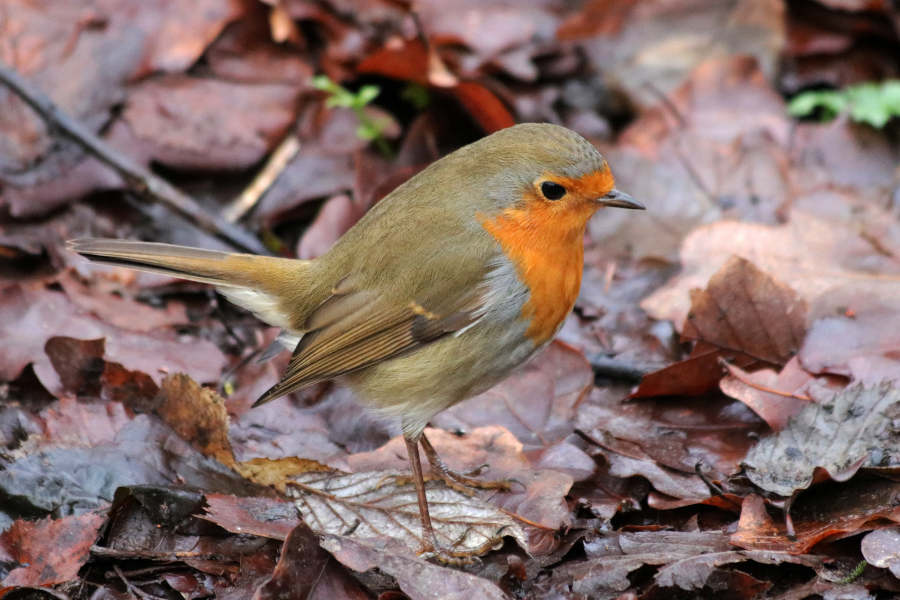 Das Rotkehlchen gehört zu den winterlichen Gartenvögeln. Foto: Naturschutzbund/Martin Düsterberg