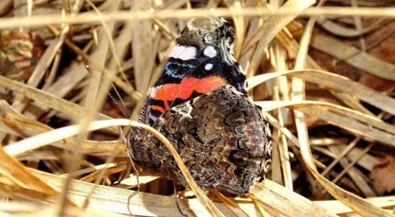 Der Admiral kommt in der Regel erst im Mai aus dem Mittelmeerraum zu uns in den Norden. In diesem Jahr wurde er bereits im Februar gesehen. Foto: NABU/Hans Dudler