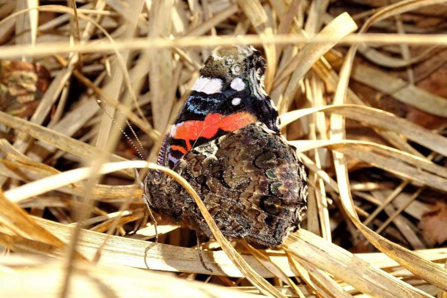 Der Admiral kommt in der Regel erst im Mai aus dem Mittelmeerraum zu uns in den Norden. In diesm Jahr wurde er bereits im Februar gesehen.. Foto. NABU/Hans Dudler