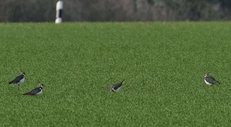 Diese Kiebitze wurden im Februar auf einem Feld an der Bielefelder Straße zwischen Nienhagen und Bexterhagen gesichtet. Foto: Petra Gehle, NABU Leopoldshöhe