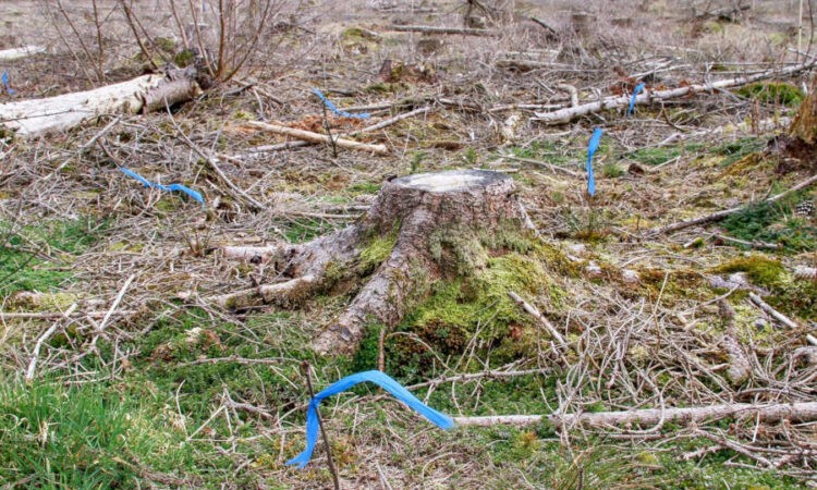 Blaue Bändchen markieren junge Roteichen auf einer Fläche des Landesverbandes Lippe. (Foto: LVL)