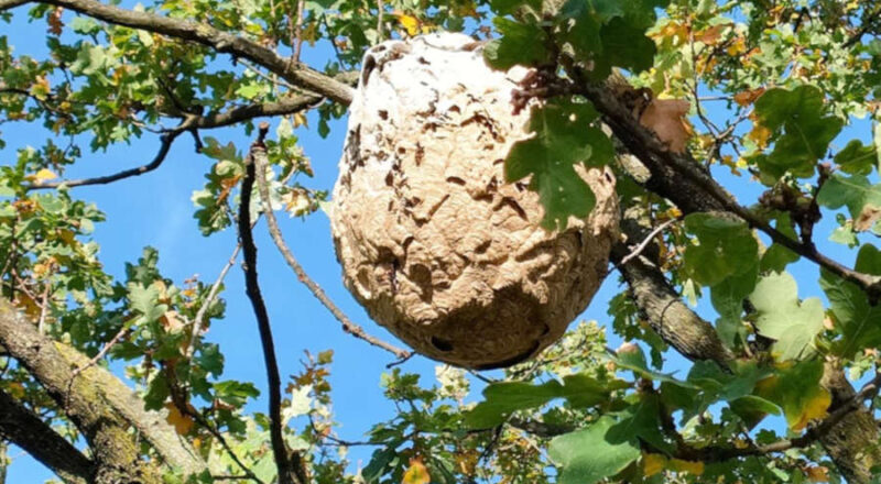 Dieses Nest der Asiatischen Hornisse (Vespa velutina) wurde in Düsseldorf entdeckt. Foto: Thomas Beissel