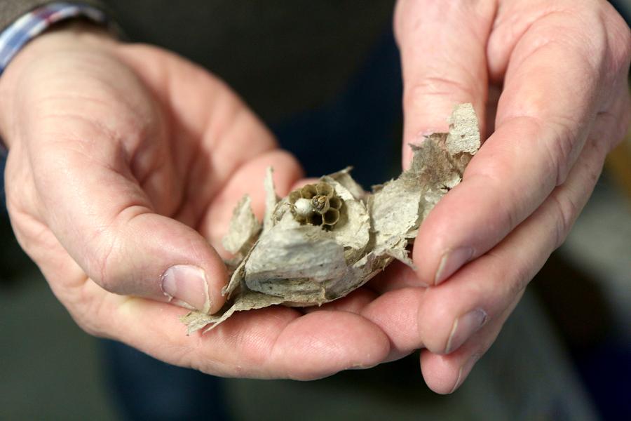 In diesem kleinen Nest sitzt noch Brut. Wird ein Nest in diesem Zustand abgeräumt, sterben Brut und Königin. Foto: Thomas Dohna