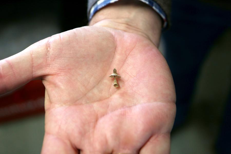 So fangen Wespennester an, mit einer Wabe, die am Haus kaum zu entdecken ist. Foto: Thomas Dohna