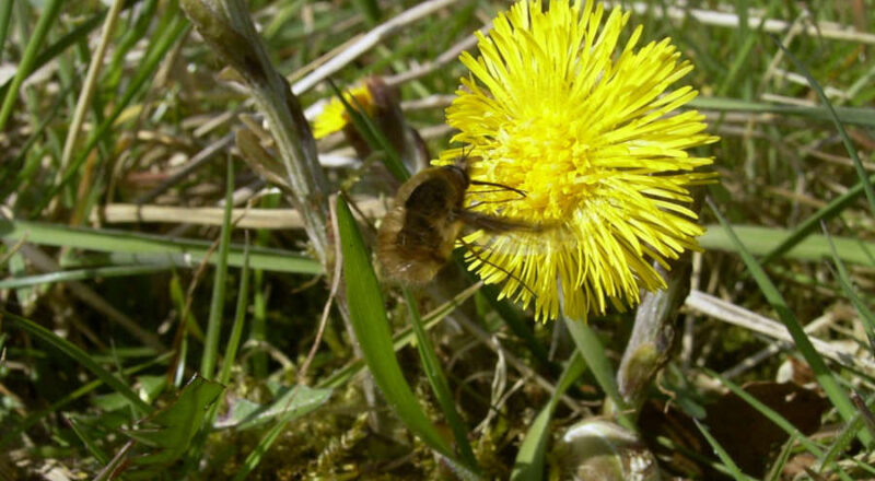 Huflattich ((Tussilago farfara), sieht dem Löwnzahn ähnlich und ist weit verbreitet. Foto: NABU Leopoldshöhe/Ewald Thies