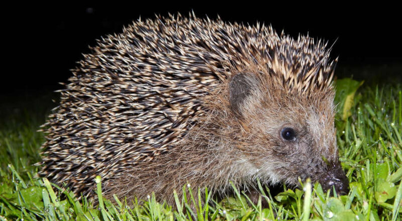 Igel sind überwiegend nachts unterwegs. Foto: NABU Leopoldshöhe/Hans Dudler