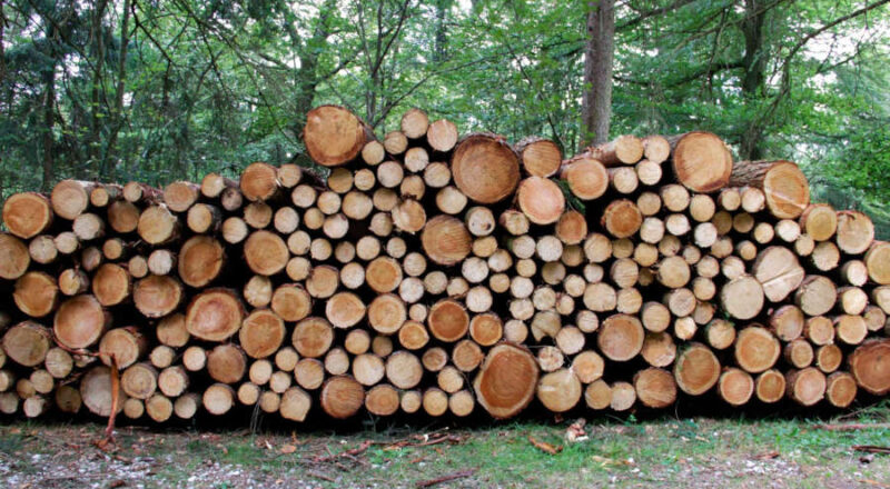 Geschlagenes und an den Waldweg geräumtes Holz gehört dem Waldbesitzer oder der Firma, die es vom Waldbesitzer gekauft hat. Sich hier zu bedienen, ist eine Straftat. (Fotos: LVL)