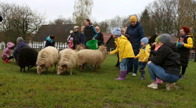 Kinder und Erwachsene füttern die Schafe. Foto: Thomas Dohna