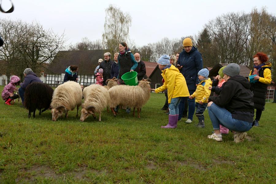 Kinder und Erwachsene füttern die Schafe. Foto: Thomas Dohna