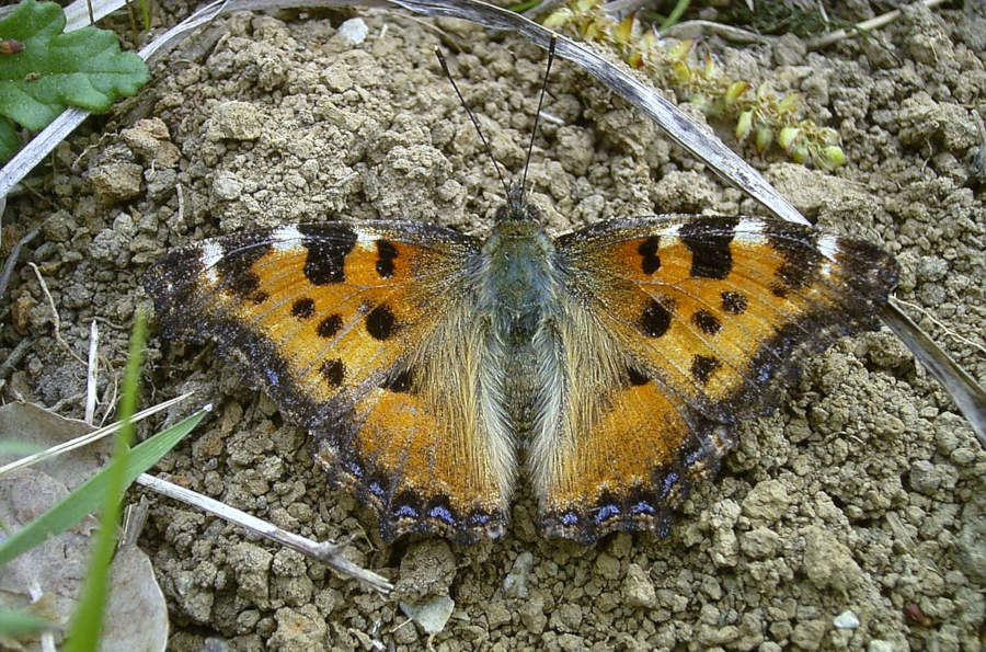 Der Große Fuchs ( Nymphalis polychloros) Foto: Hans Dudler