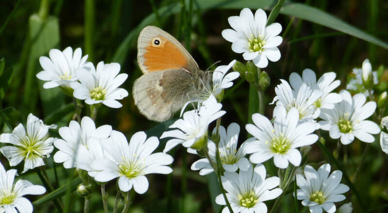 Kleines Wiesenvögelchen/ Kleiner Heufalter ( Coenonympha pampilus ). Foto: NABU Leopoldshöhe/Ewald Thies