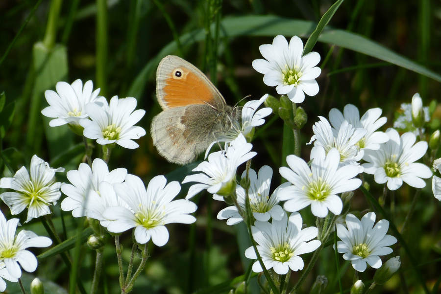 Kleines Wiesenvögelchen/ Kleiner Heufalter ( Coenonympha pampilus ). Foto: NABU Leopoldshöhe/Ewald Thies