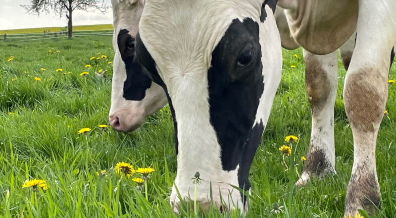 Kühe sind Wiederkäuer. Sie können, als eine der wenigen Tierarten, Gras für den Menschen nutzbar machen.