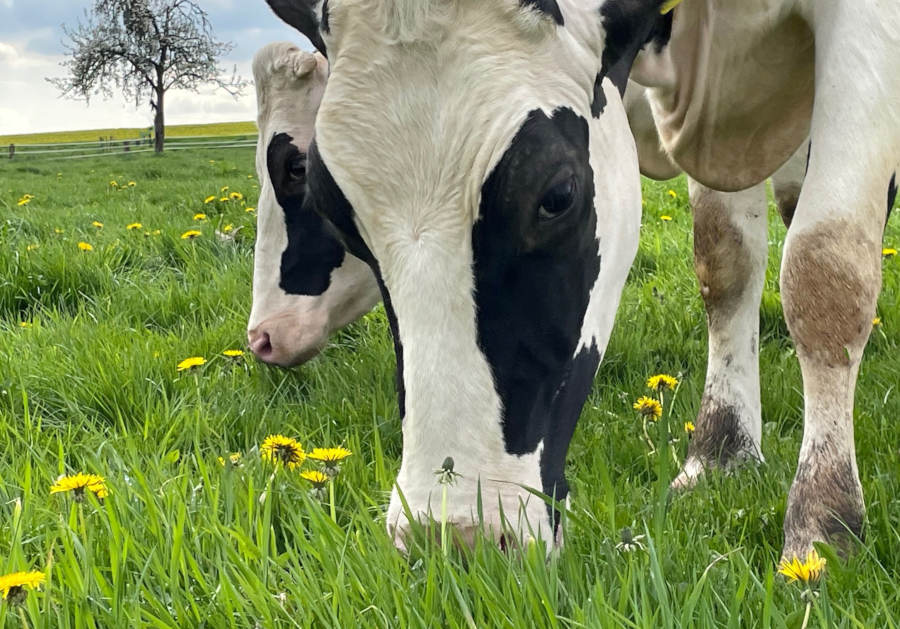 Kühe sind Wiederkäuer. Sie können, als eine der wenigen Tierarten, Gras für den Menschen nutzbar machen.