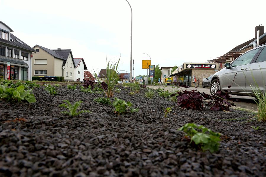 Bürger fanden es befremdlich, dass die Gemeinde in Asemissen scheinbar ein Schotterbeet angelegt hat. Der "Schotter" ist Lavagestein, das Feuchtigkeit speichern und anden Boden abgeben soll Neben den angepflanzetn Stauden brechen Disteln und Löwenzahn durch. Foto: Thomas Dohna