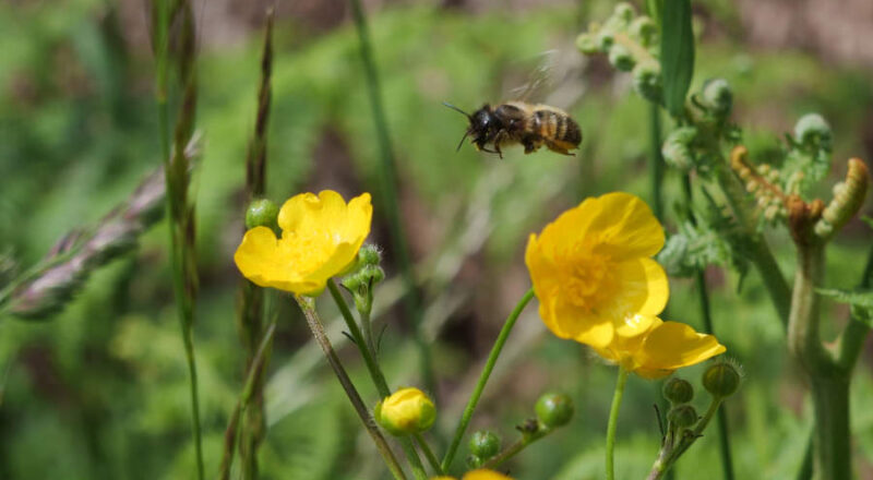 Biene im Anflug. Foto: Martin Düsterberg