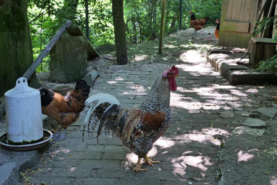 Hühner und ein Hahn beleben den Garten Käthner in Greste. Foto: Martin Düsterberg