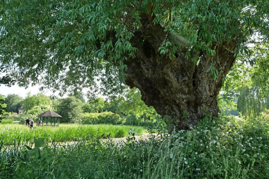 Eine alte knorrige Weide beherrscht den Garten der Asemissens. Foto: Martin Düsterberg