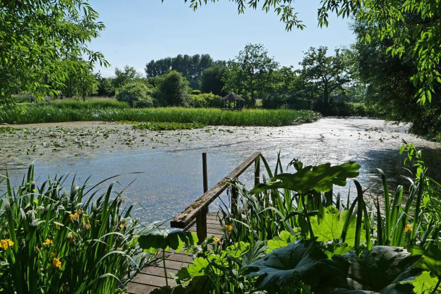 Seerosen und Uferschilf zieren den Teich des Bolhofes. Foto: Martin Düsterberg