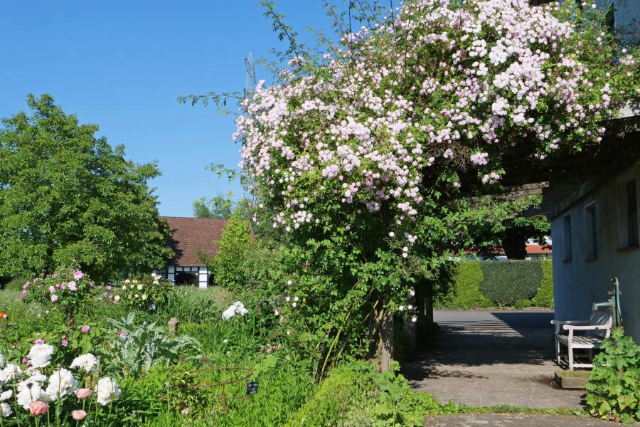 Eine riesige Kletterrose überspannt auf dem Bolhof einen Durchgang: Foto: Martin Dürsterberg