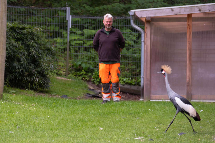 Der neue männliche Kronenkranich zusammen mit Vorarbeiter Christian Ebert (im Hintergrund) vom Umweltbetrieb. Er und seine Gärtner-Kolleg*innen übernehmen die tägliche Fütterung und Pflege der Anlage. Foto: Stadt Bielefeld