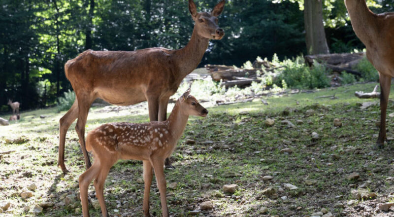 Insgesamt sechs Jungtiere sind bei den Rothirschen im Juni auf die Welt gekommen. Foto: UWB/Stadt Bielefeld